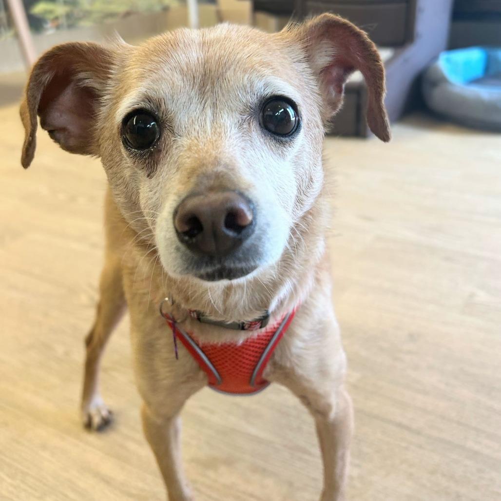 Enlarge Cottage 13939, a Adoptable Chihuahua in San Francisco, CA image 6/6