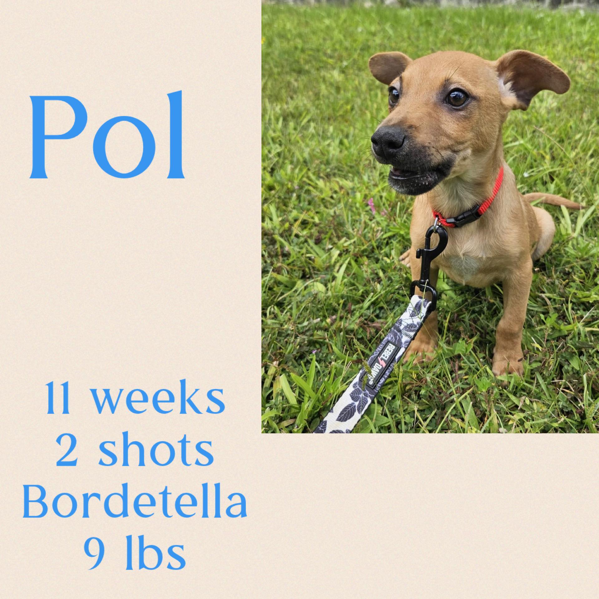 Pol, ADOPTABLE, Puppy Male Chihuahua.