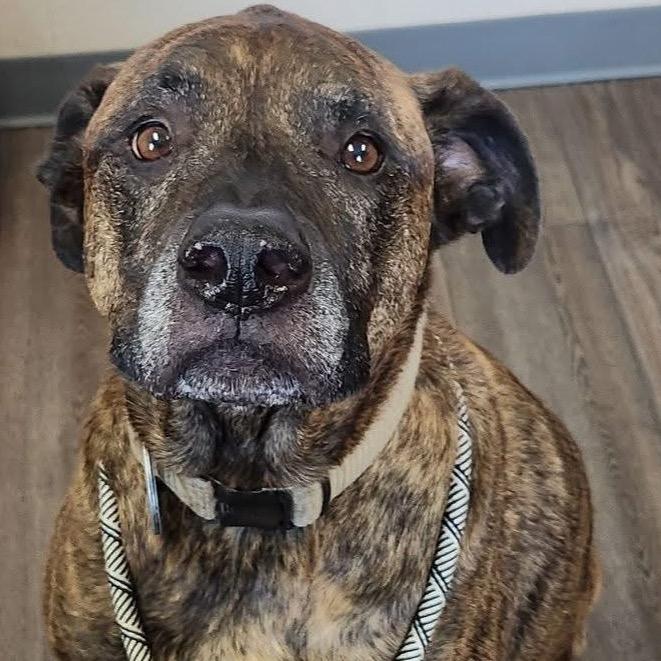 Enlarge Morley, a Adoptable Mixed Breed in Danville, KY image 1/2