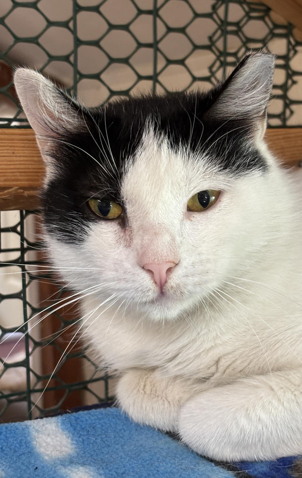 Enlarge Eris, a Adoptable mixed breed in Beacon, NY image 1/1