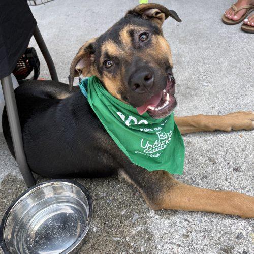 Hunter, a Adoptable German Shepherd Dog in Sanford, NC image 1/5