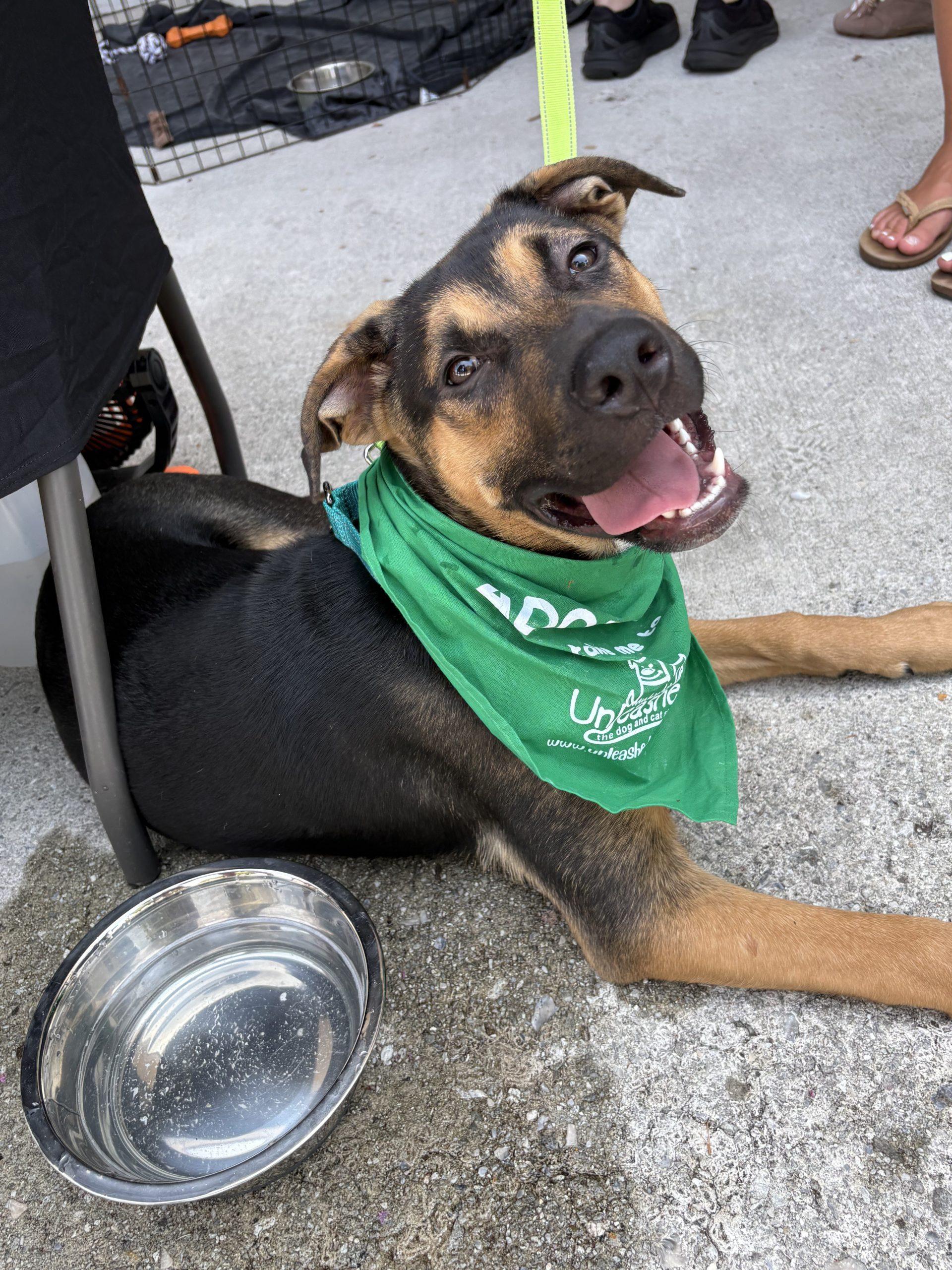 Hunter, a Adoptable German Shepherd Dog in Sanford, NC image 2/5