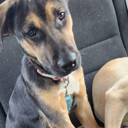 Hunter, a Adoptable German Shepherd Dog in Sanford, NC image 5/5