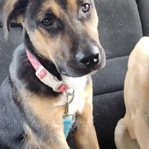 Hunter, Adoptable, Puppy Male German Shepherd Dog.