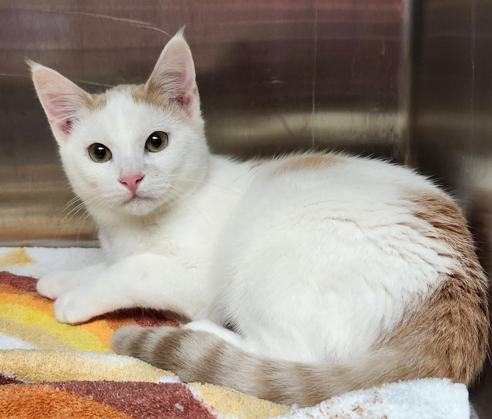 Enlarge Franklin, a Adoptable American Shorthair in Clinton, OK image 1/3