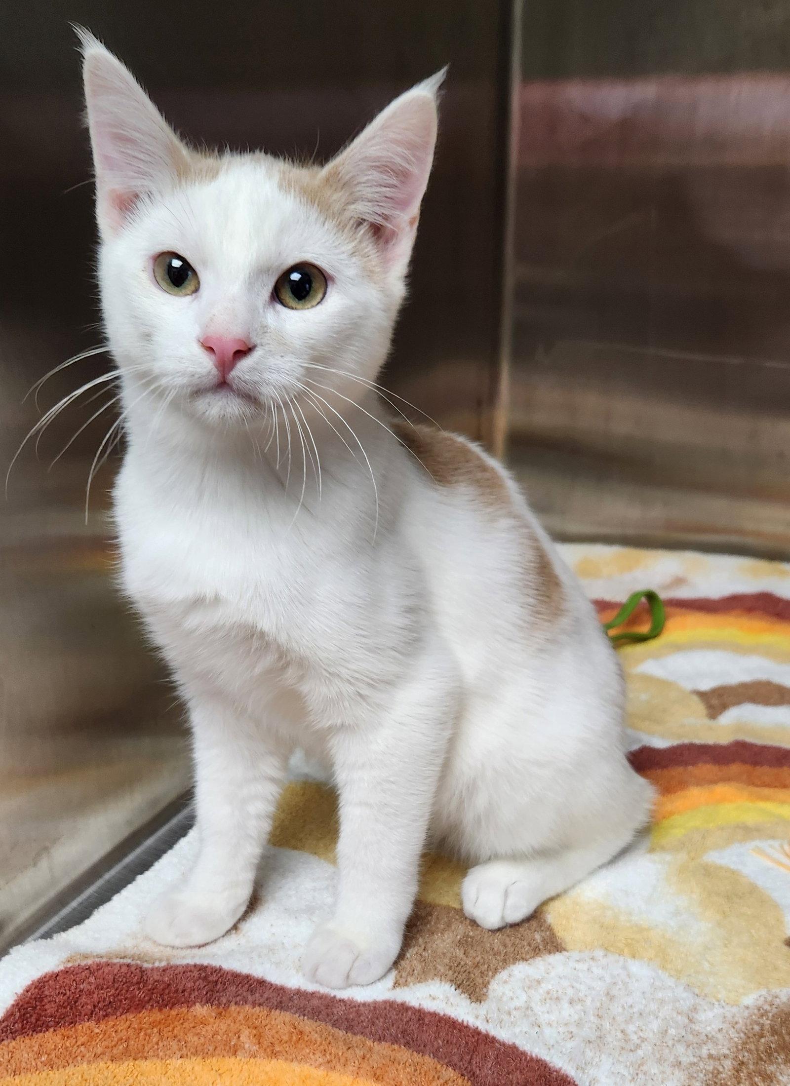 Enlarge Franklin, a Adoptable American Shorthair in Clinton, OK image 2/3