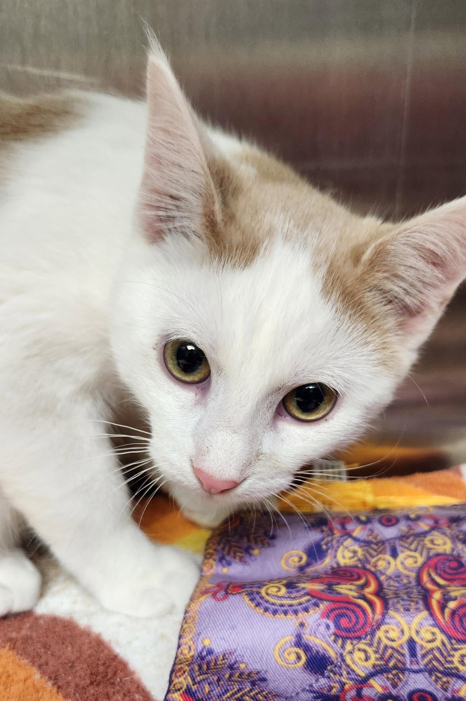 Enlarge Franklin, a Adoptable American Shorthair in Clinton, OK image 3/3