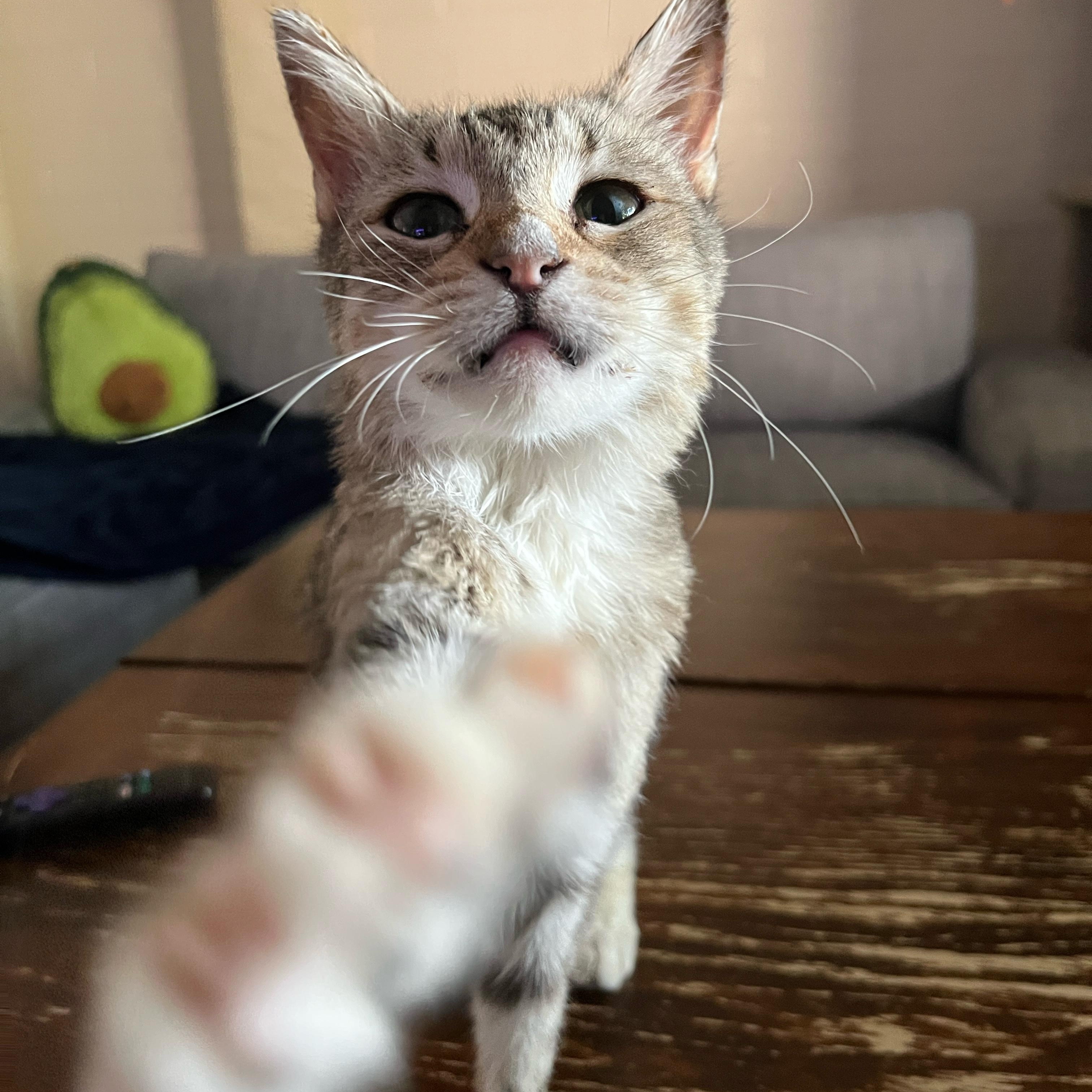 Stardust, Adoptable, Young Female Tabby.