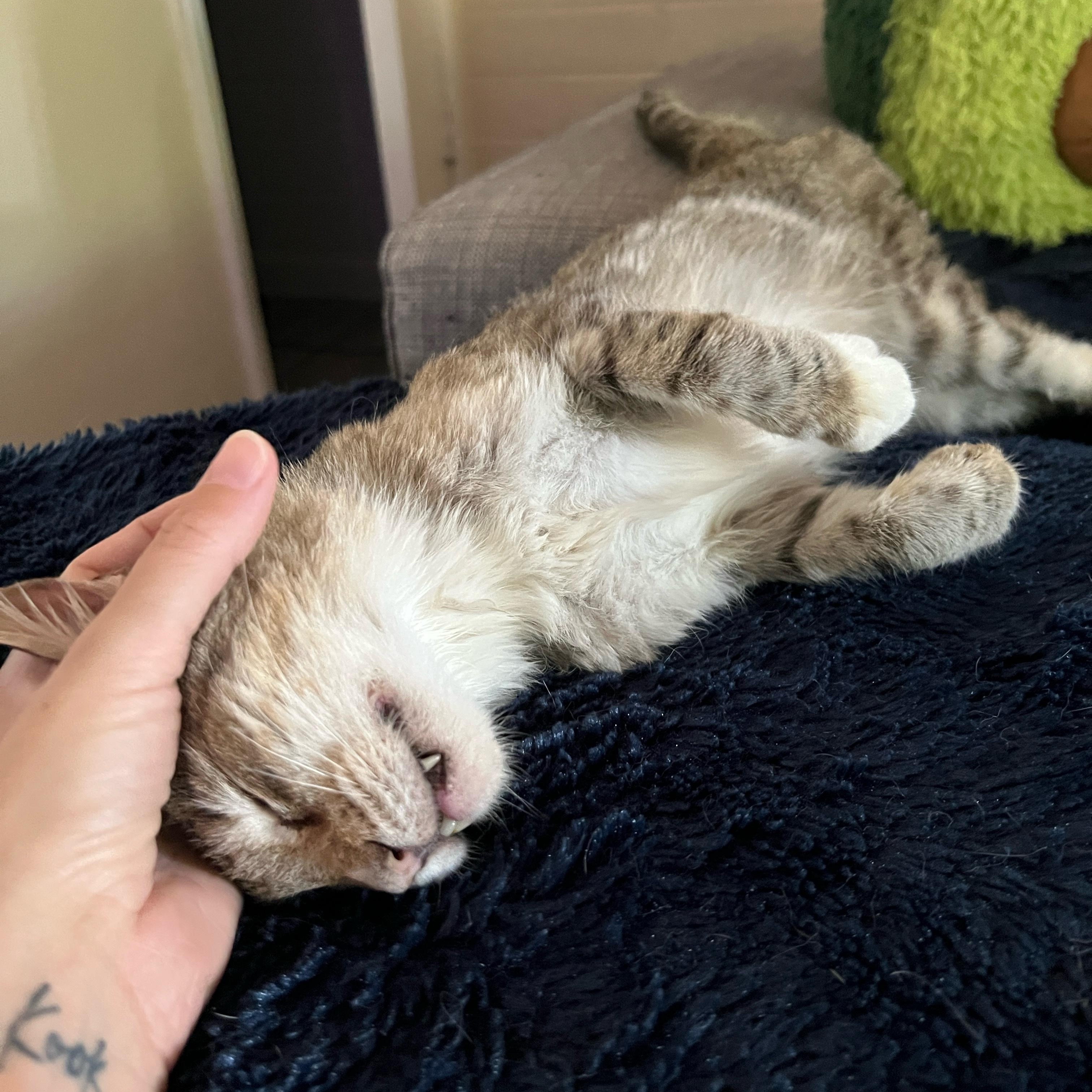 Stardust, a Adoptable Tabby in Phoenix, AZ image 5/5