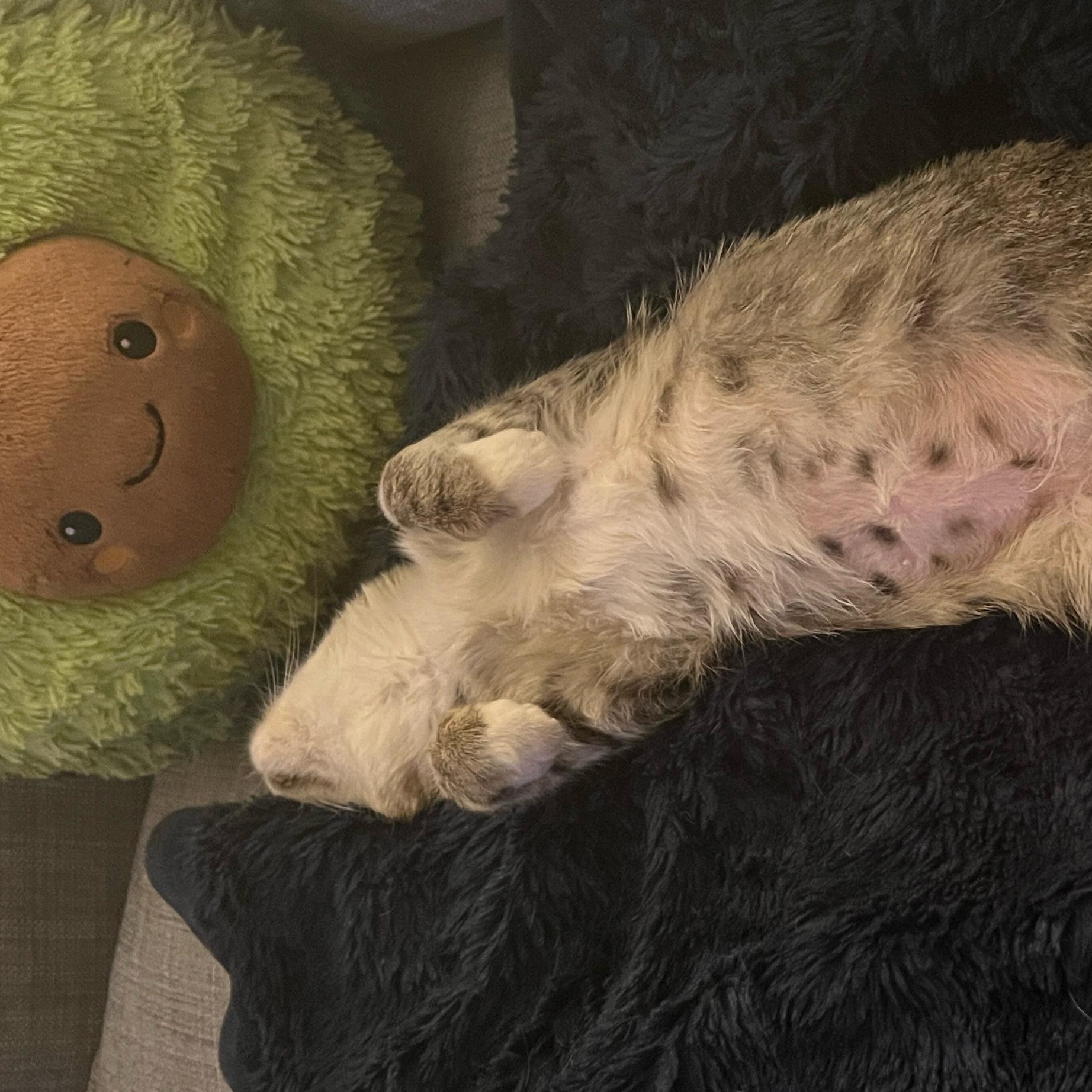 Stardust, a Adoptable Tabby in Phoenix, AZ image 3/5