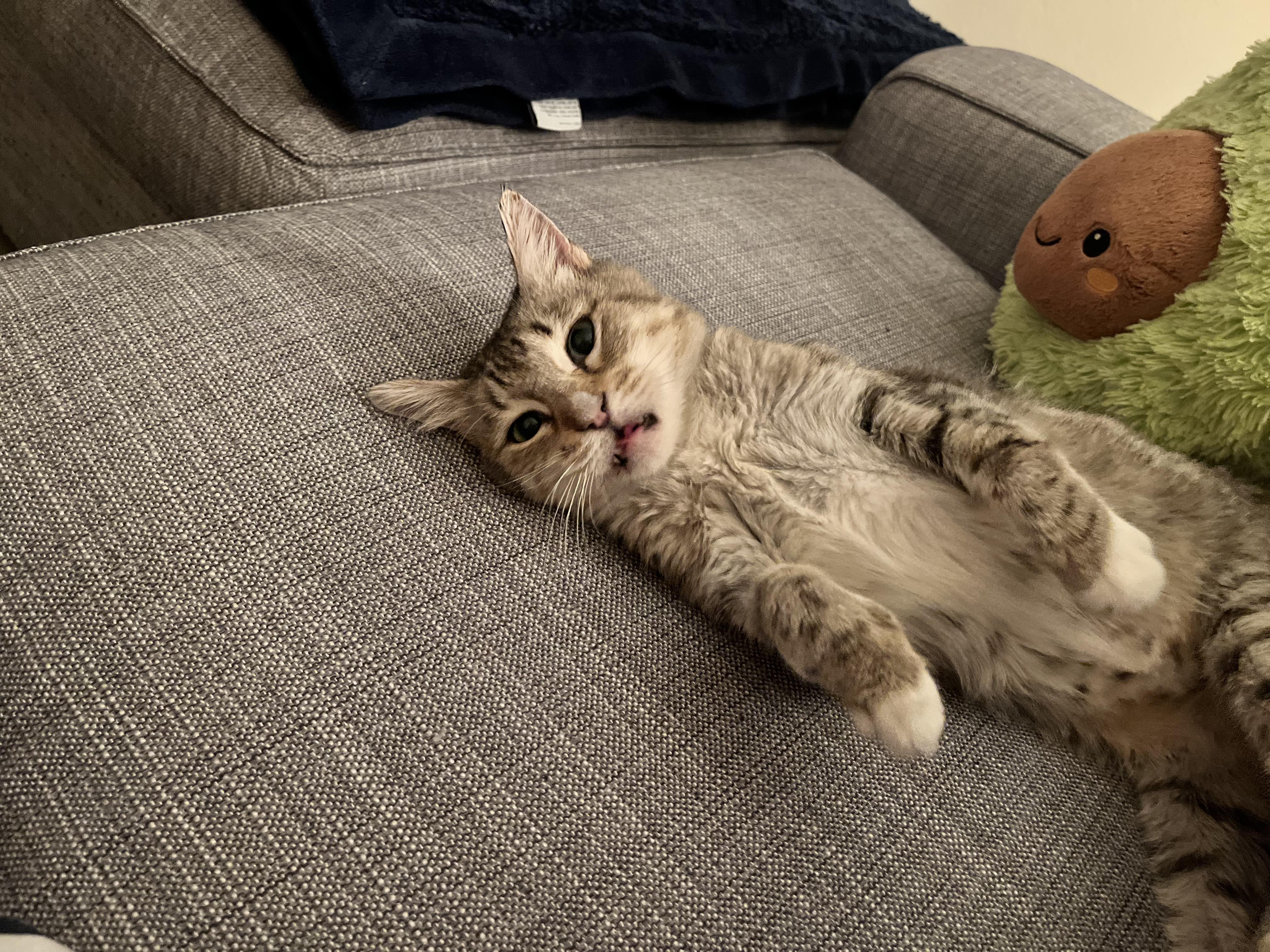 Stardust, a Adoptable Tabby in Phoenix, AZ image 4/5