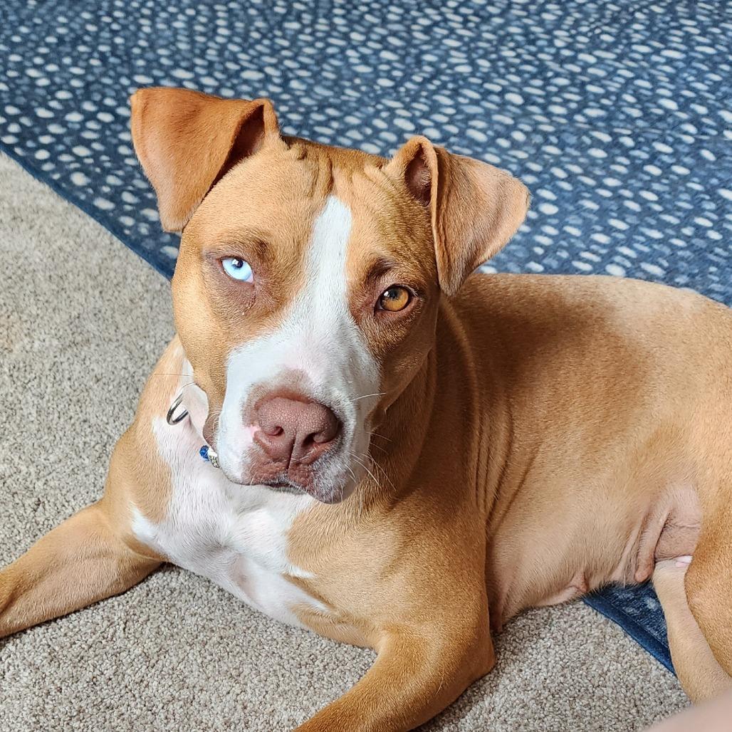 Enlarge Penelope, a Adoptable mixed breed in Raleigh, NC image 1/5