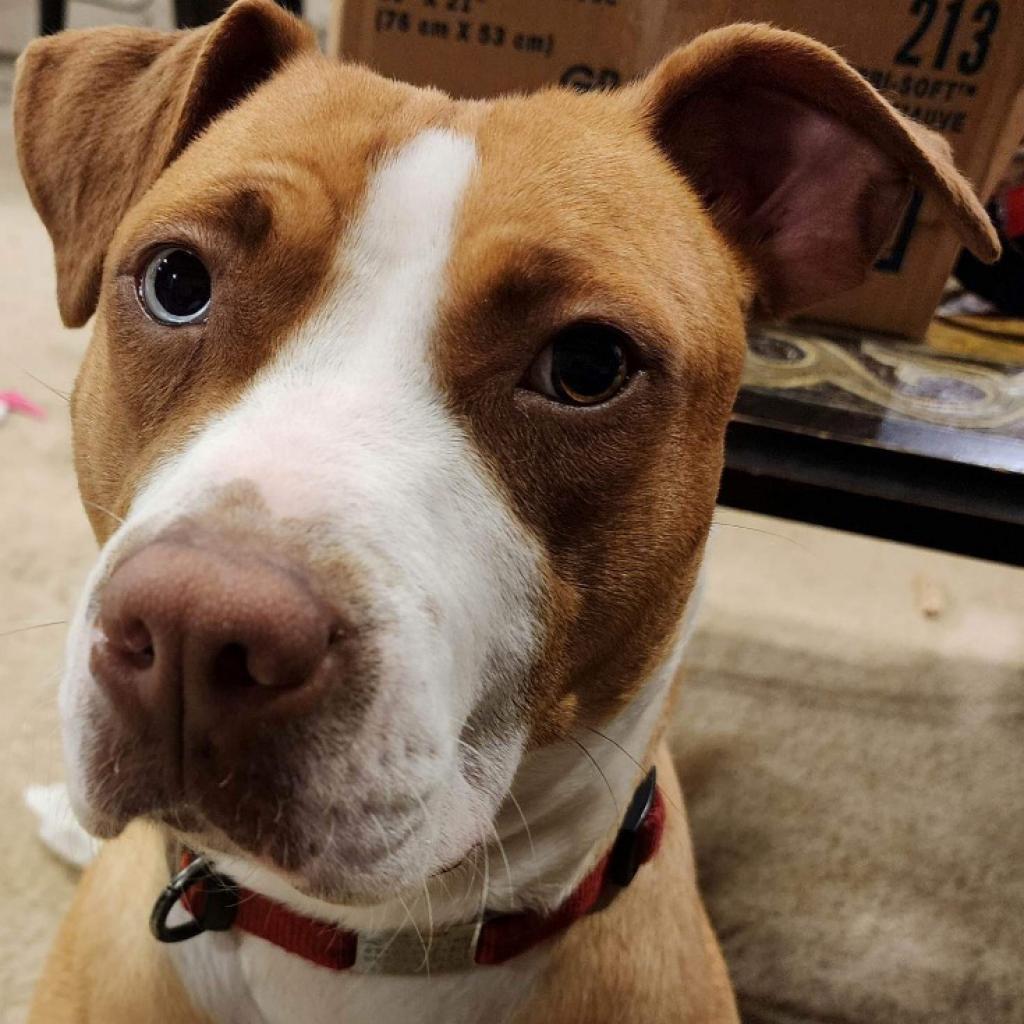 Enlarge Penelope, a Adoptable mixed breed in Raleigh, NC image 3/5