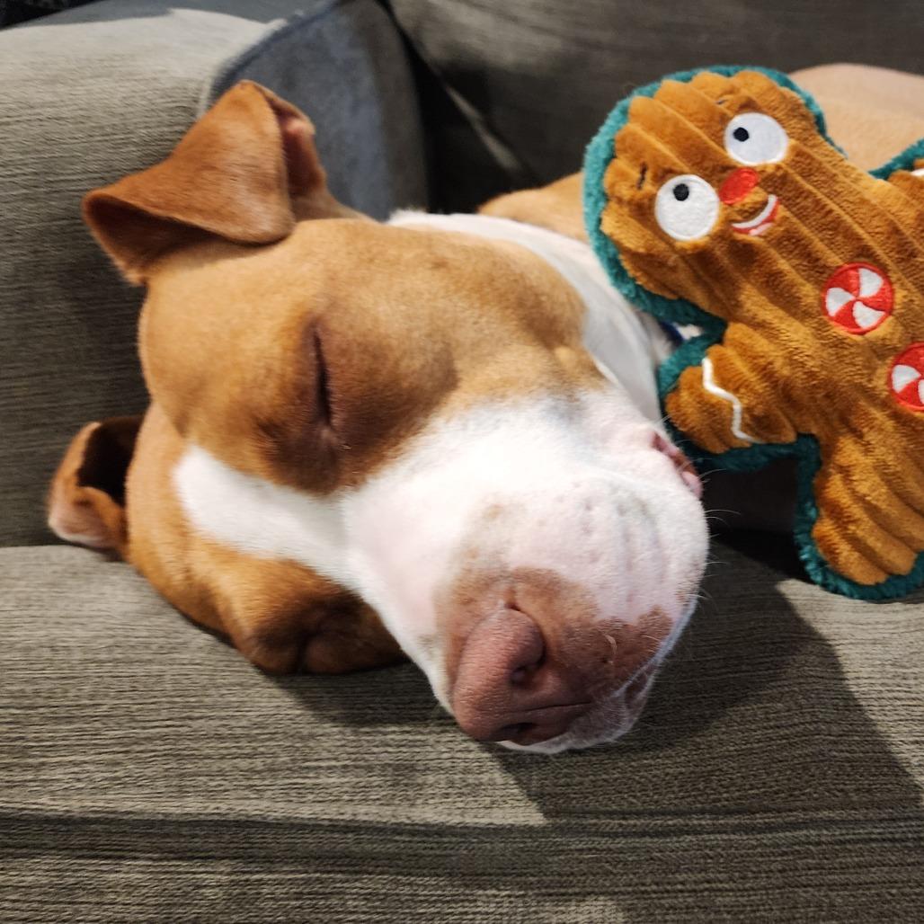 Enlarge Penelope, a Adoptable mixed breed in Raleigh, NC image 4/5