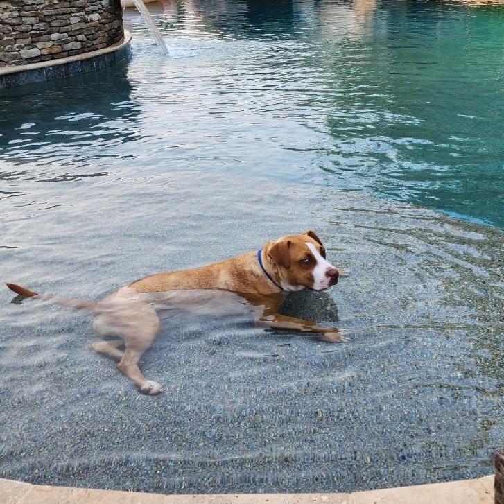 Enlarge Penelope, a Adoptable mixed breed in Raleigh, NC image 5/5