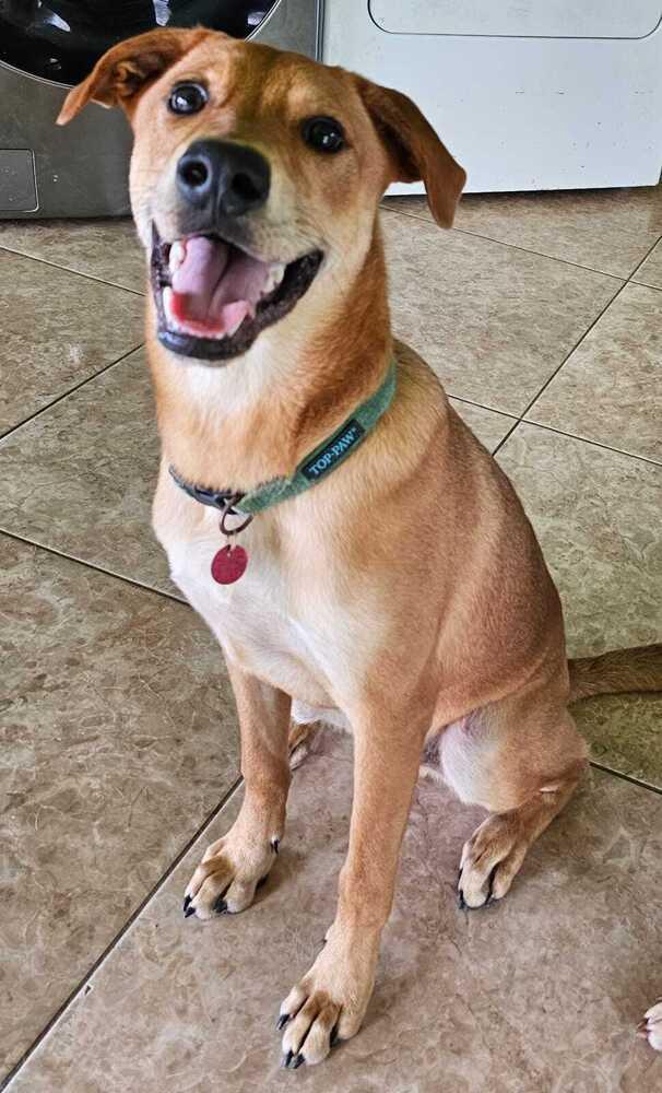 Enlarge Bambam, a Adoptable mixed breed in Naranjito, PR image 1/6