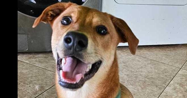 Enlarge Bambam, a Adoptable mixed breed in Naranjito, PR image 2/6