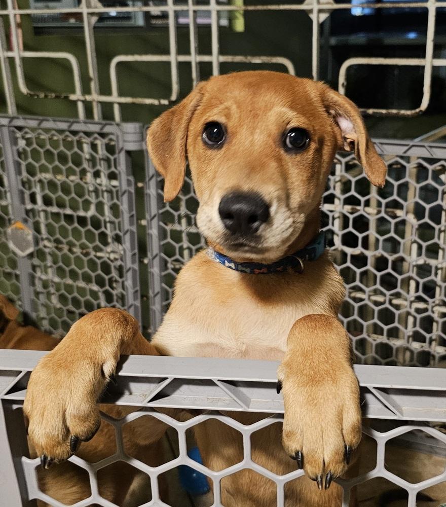 Enlarge Bambam, a Adoptable mixed breed in Naranjito, PR image 3/6