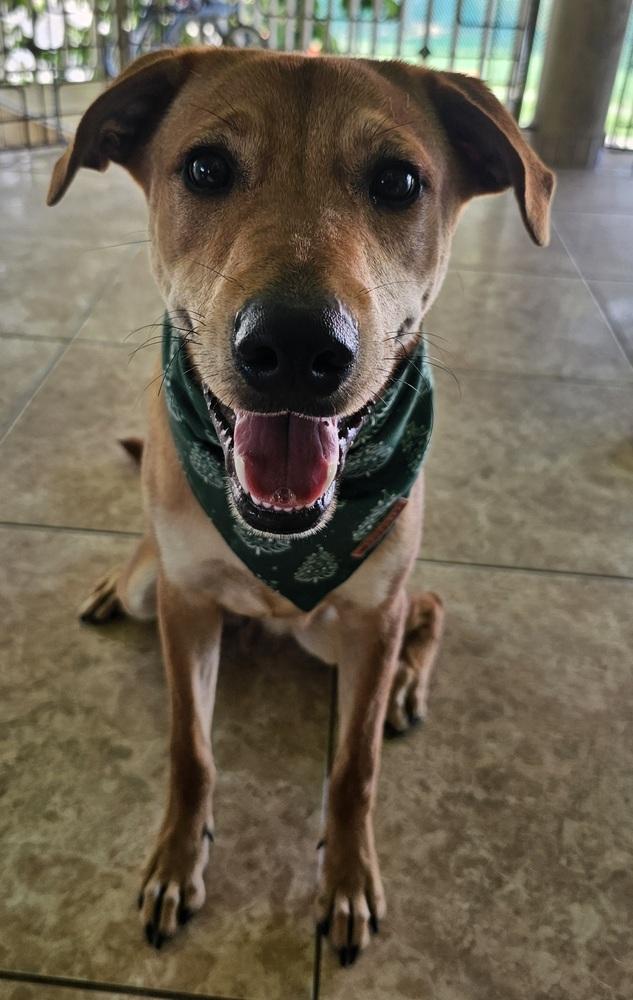 Enlarge Bambam, a Adoptable mixed breed in Naranjito, PR image 4/6