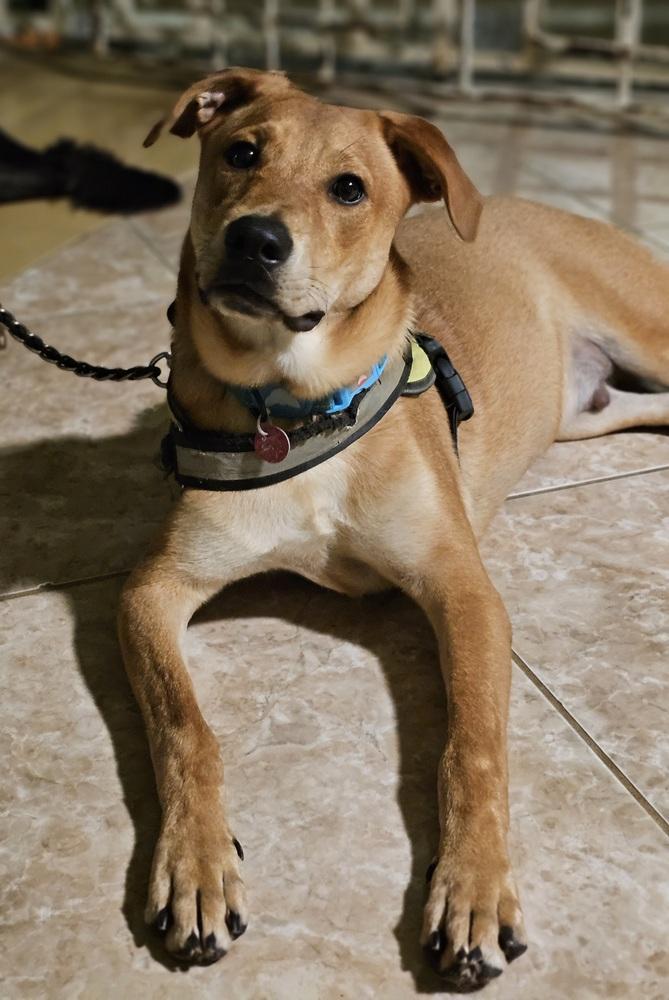 Enlarge Bambam, a Adoptable mixed breed in Naranjito, PR image 5/6
