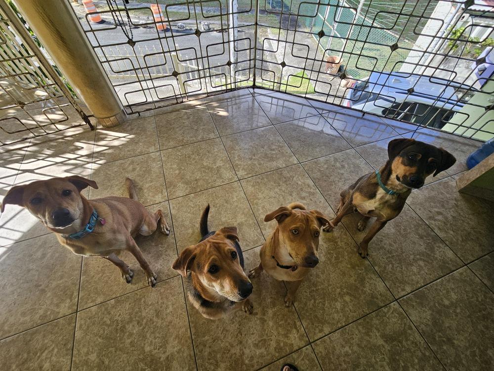 Enlarge Bambam, a Adoptable mixed breed in Naranjito, PR image 6/6