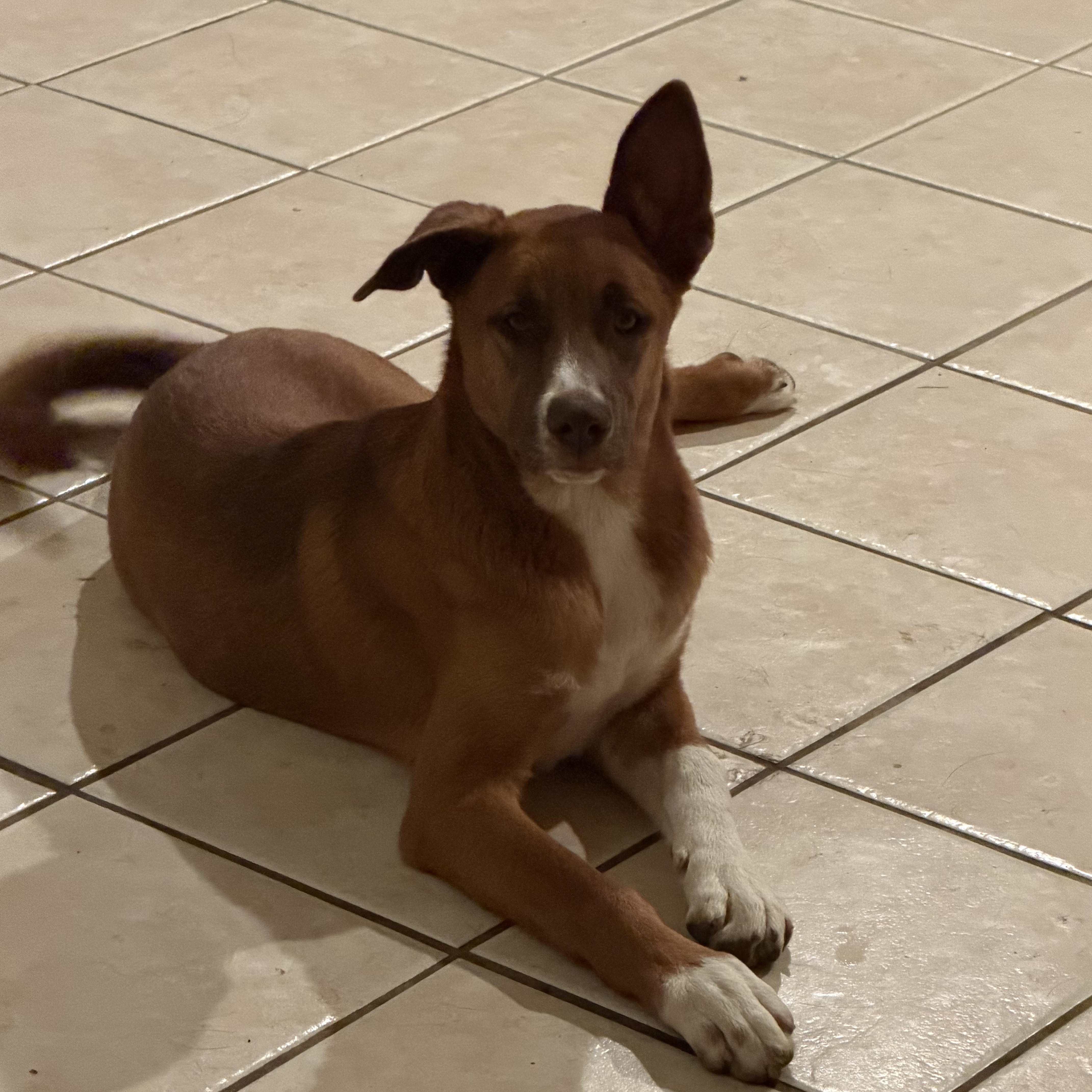 Ginger, Adoptable, Puppy Female Australian Cattle Dog / Blue Heeler & Australian Kelpie.
