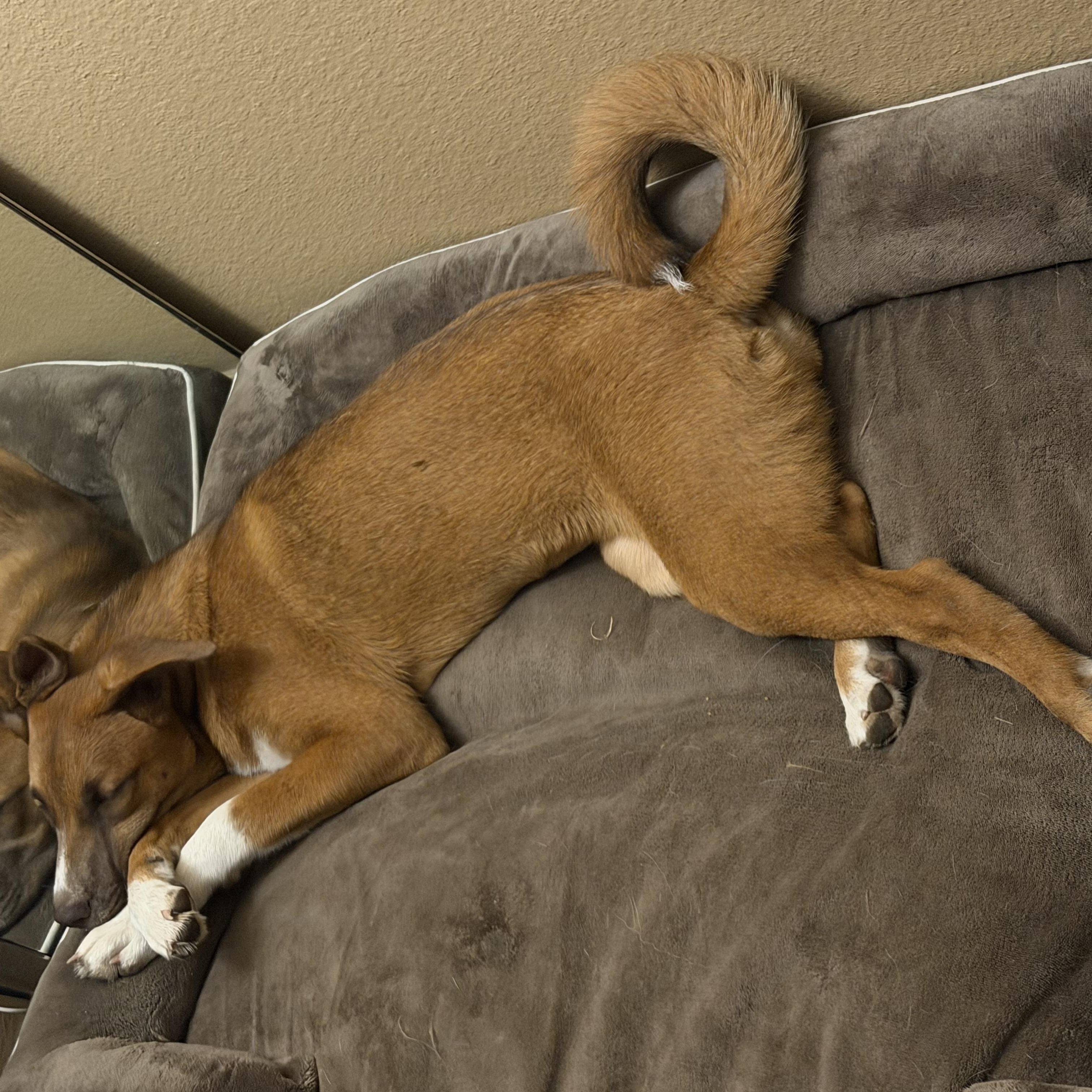 Enlarge Ginger, a Adoptable mixed breed in Champaign, IL image 3/6