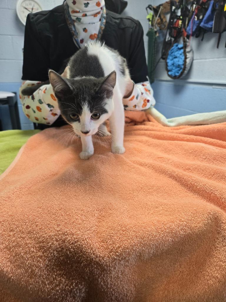 Enlarge Cotton, a Adoptable mixed breed in Detroit, MI image 1/2