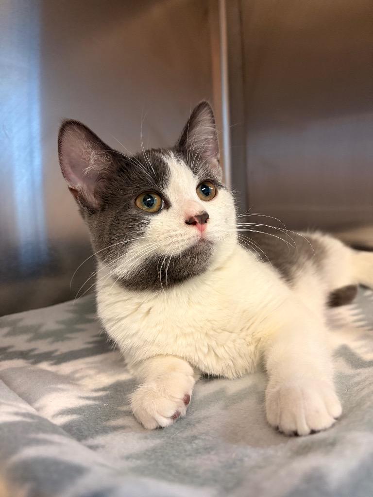 Enlarge Cotton, a Adoptable mixed breed in Detroit, MI image 2/2