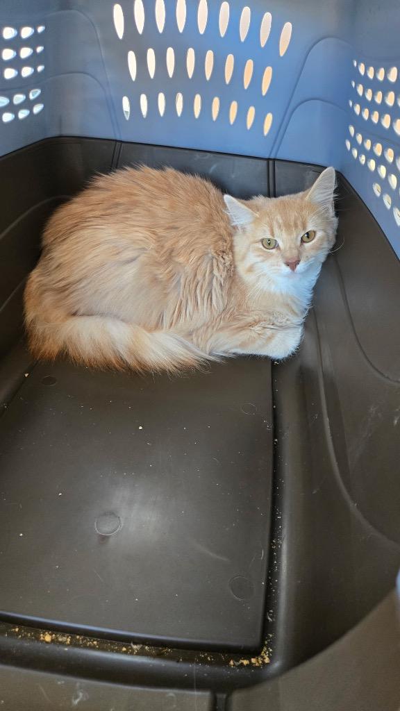 Steve, Adoptable, Young Male Domestic Short Hair.