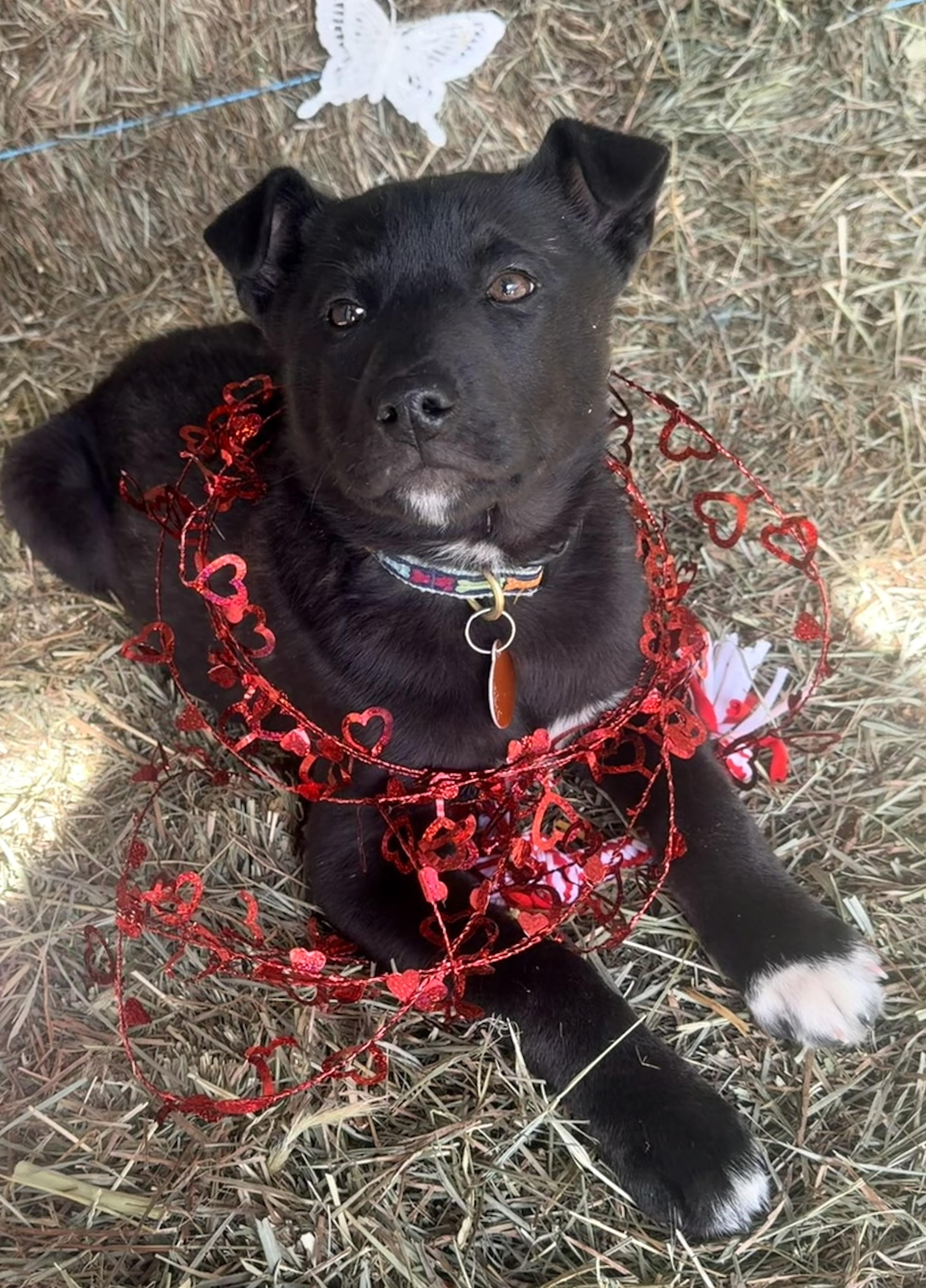 Jaxson, an adoptable mixed breed in Pittsburgh, PA image 5/6