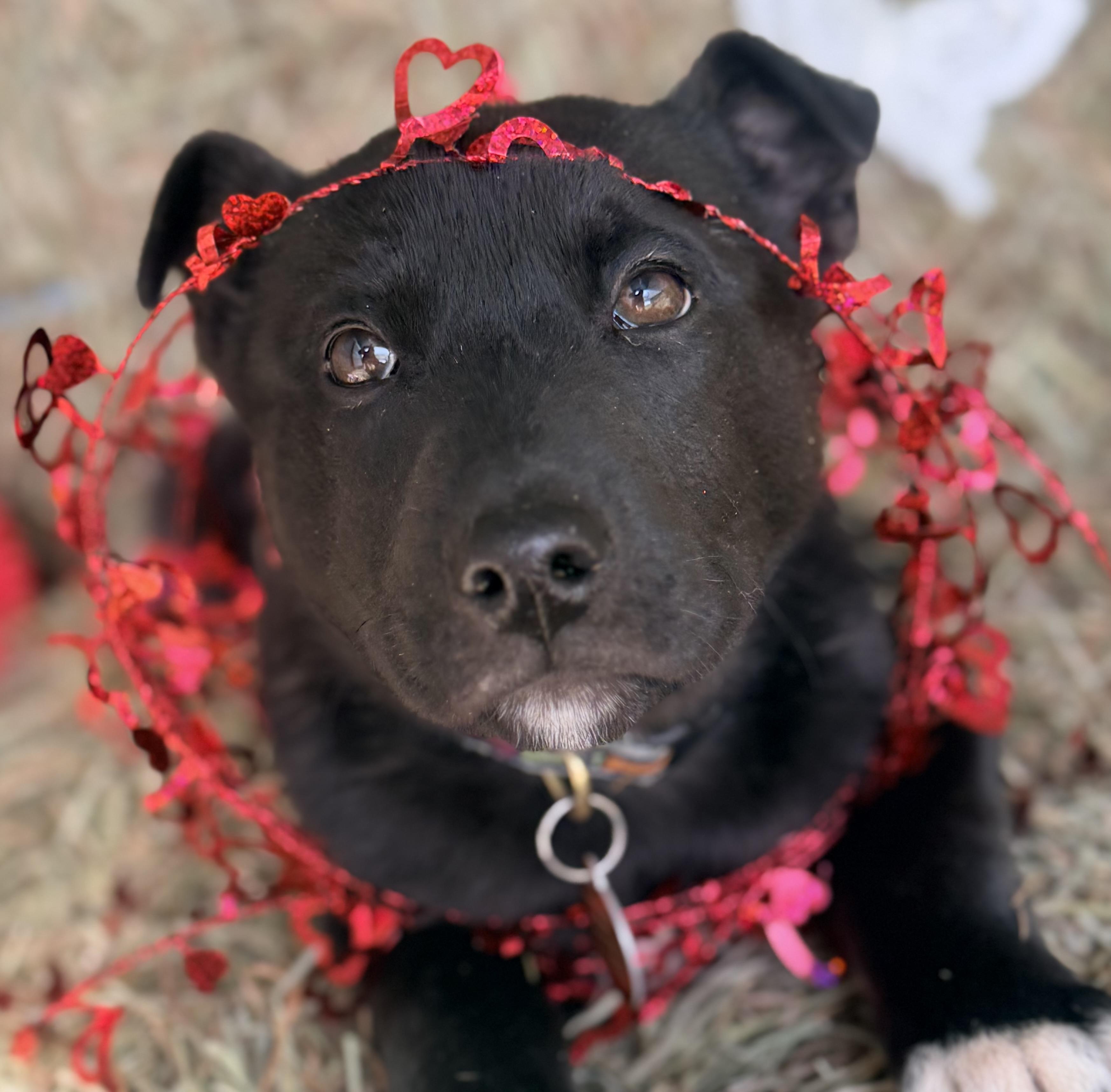 Jaxson, an adoptable mixed breed in Pittsburgh, PA image 1/6