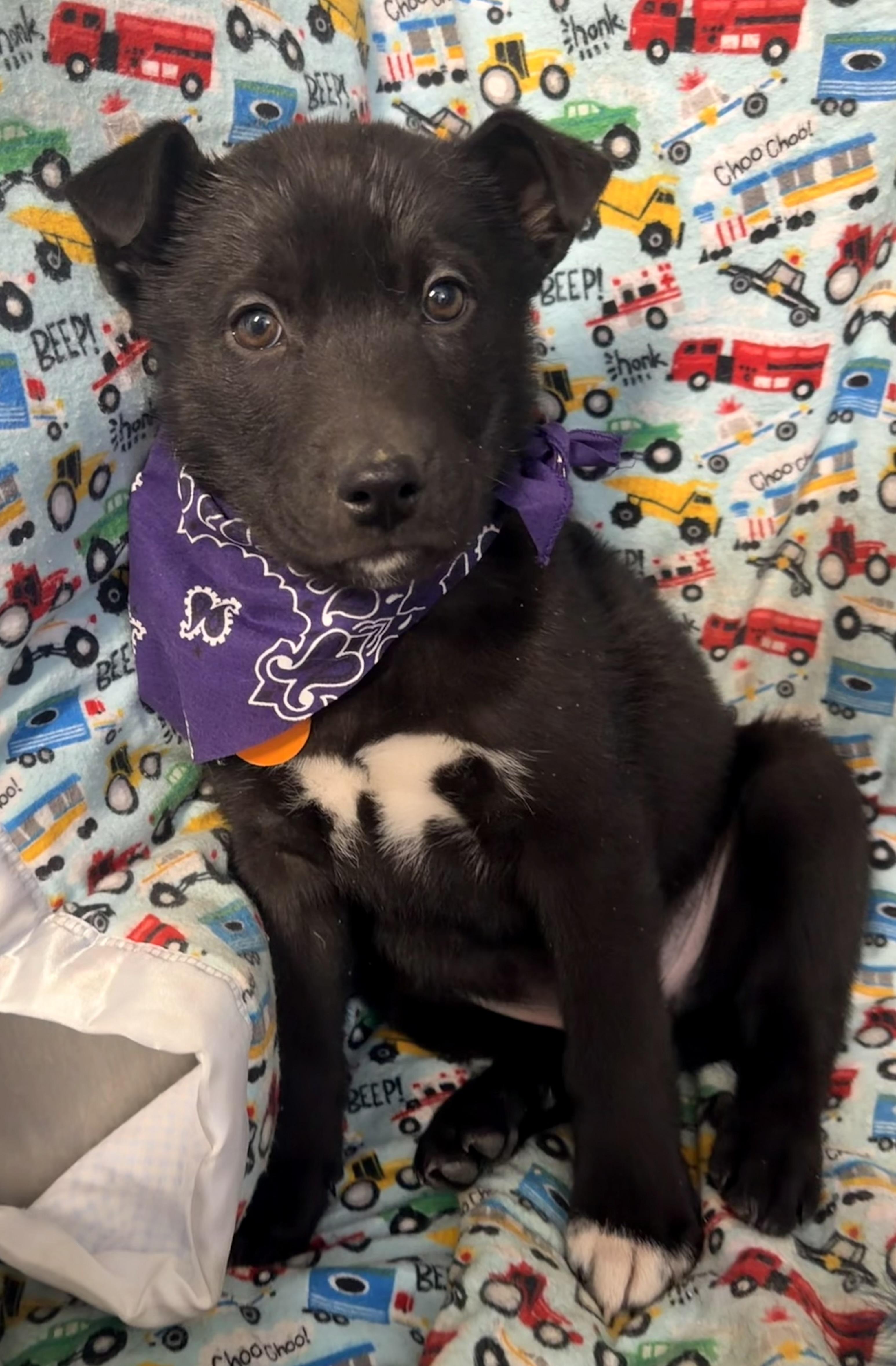 Jaxson, adoptable, Puppy Male Border Collie & Labrador Retriever.