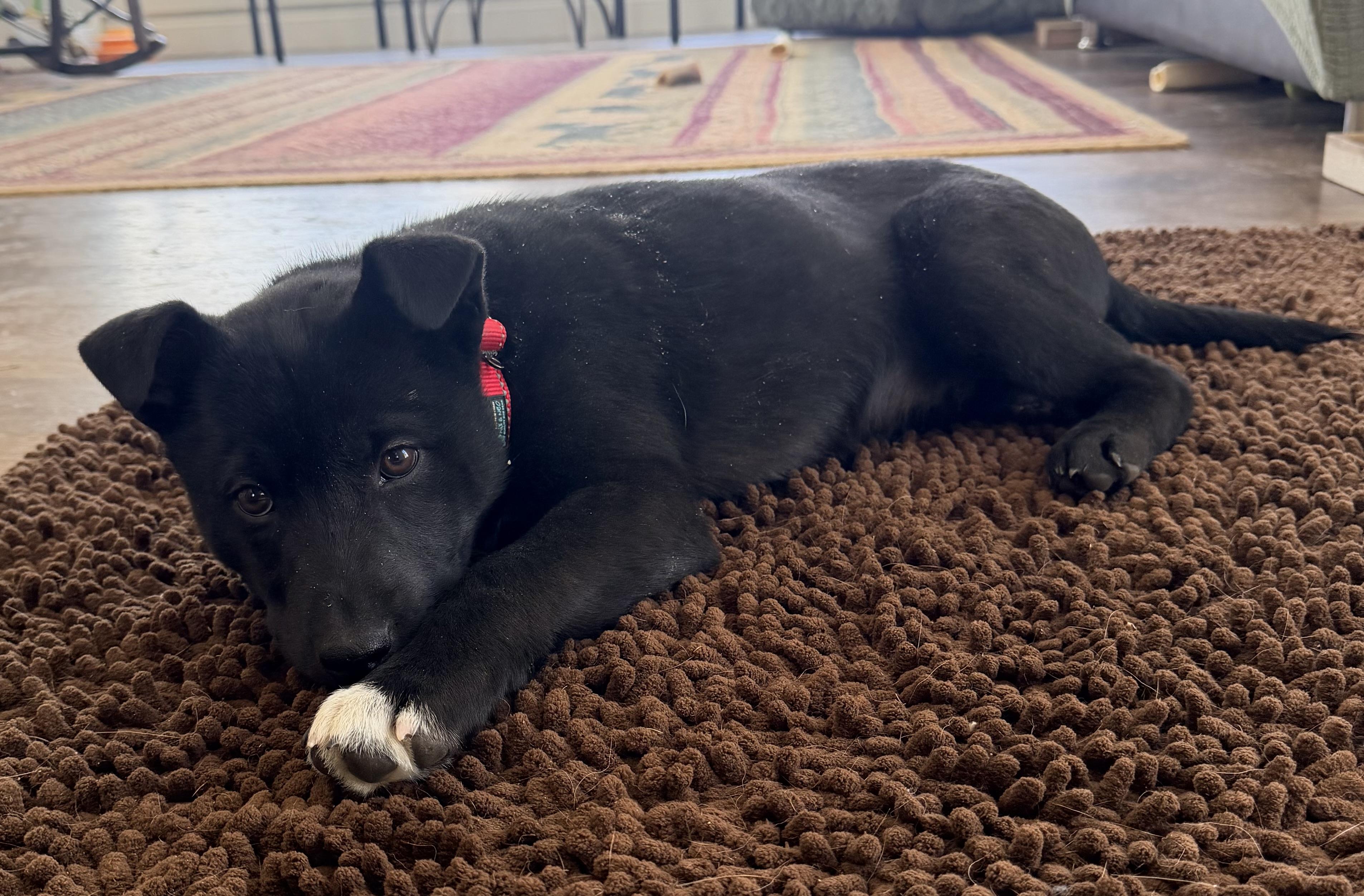 Jaxson, an adopted mixed breed in Pittsburgh, PA image 6/6