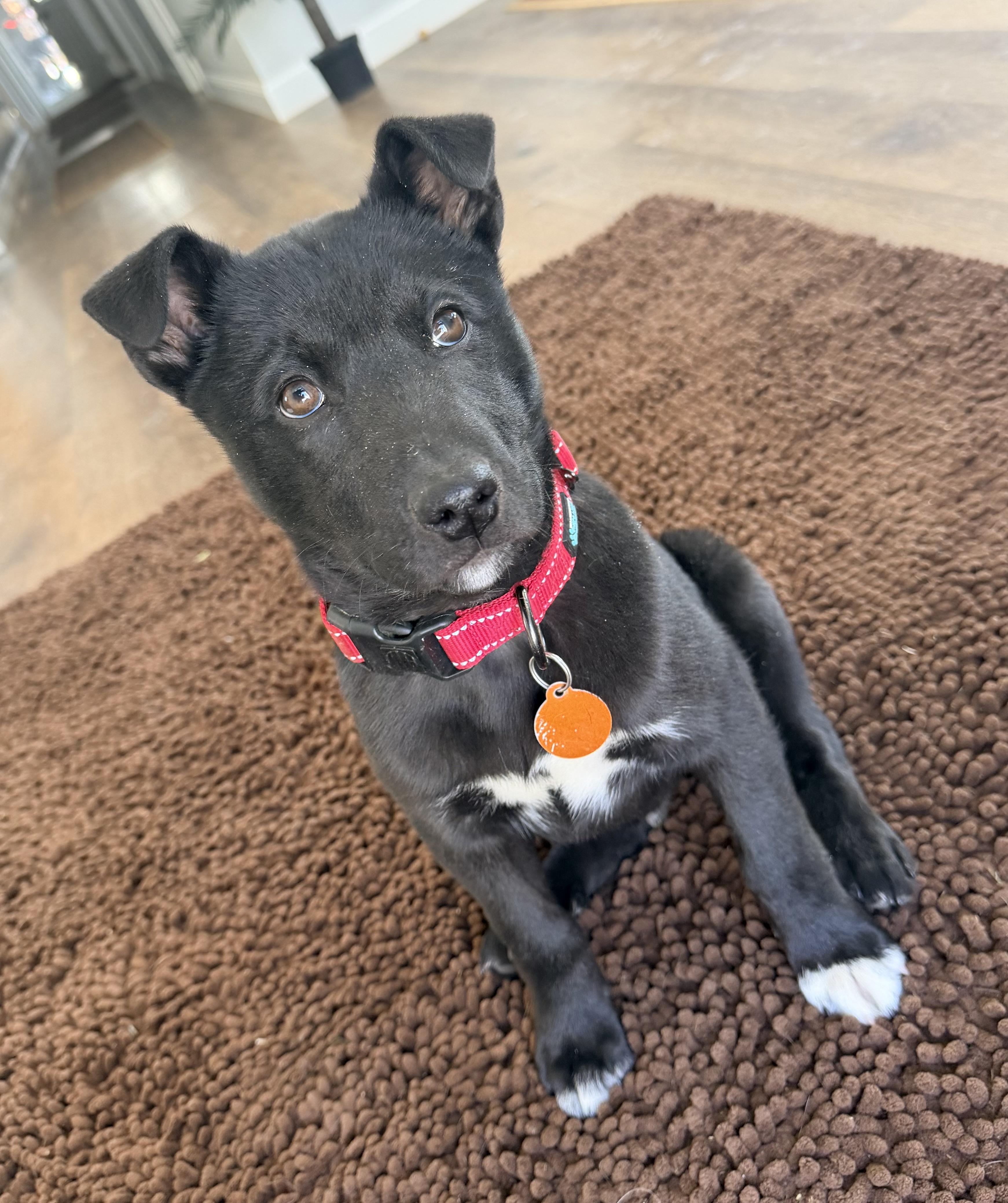 Jaxson, an adopted mixed breed in Pittsburgh, PA image 1/6