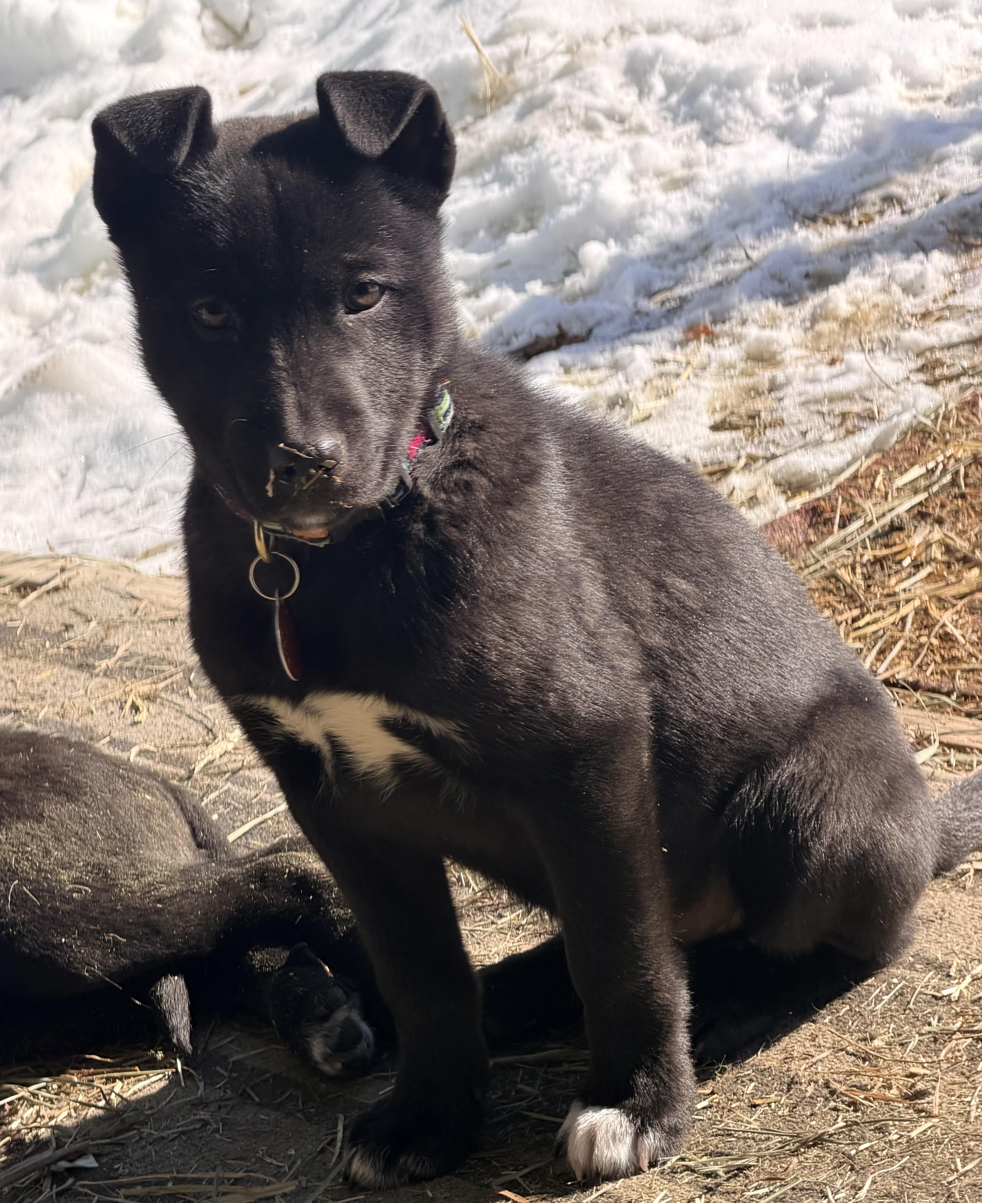 Jaxson, an adoptable mixed breed in Pittsburgh, PA image 4/6