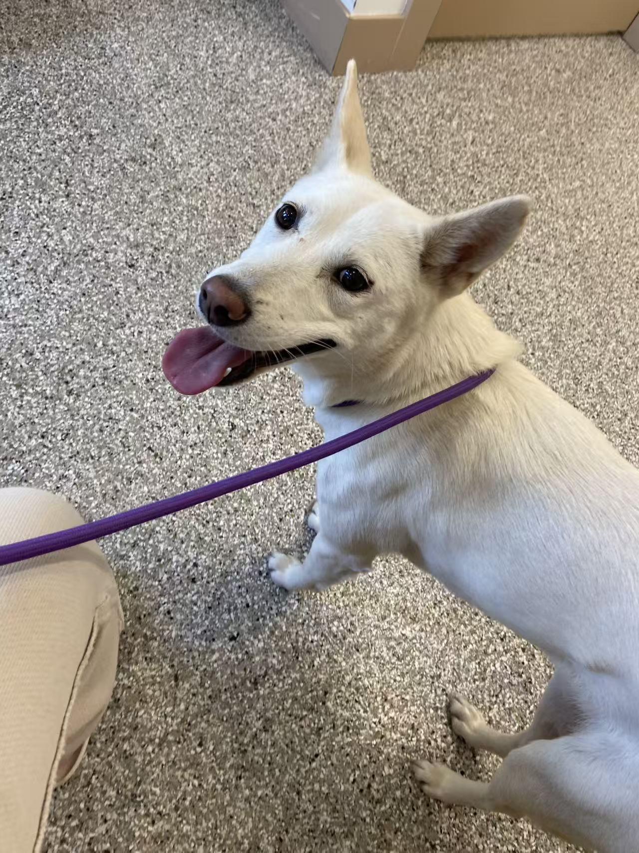 Nina, a ADOPTABLE mixed breed in Surrey, BC image 5/6
