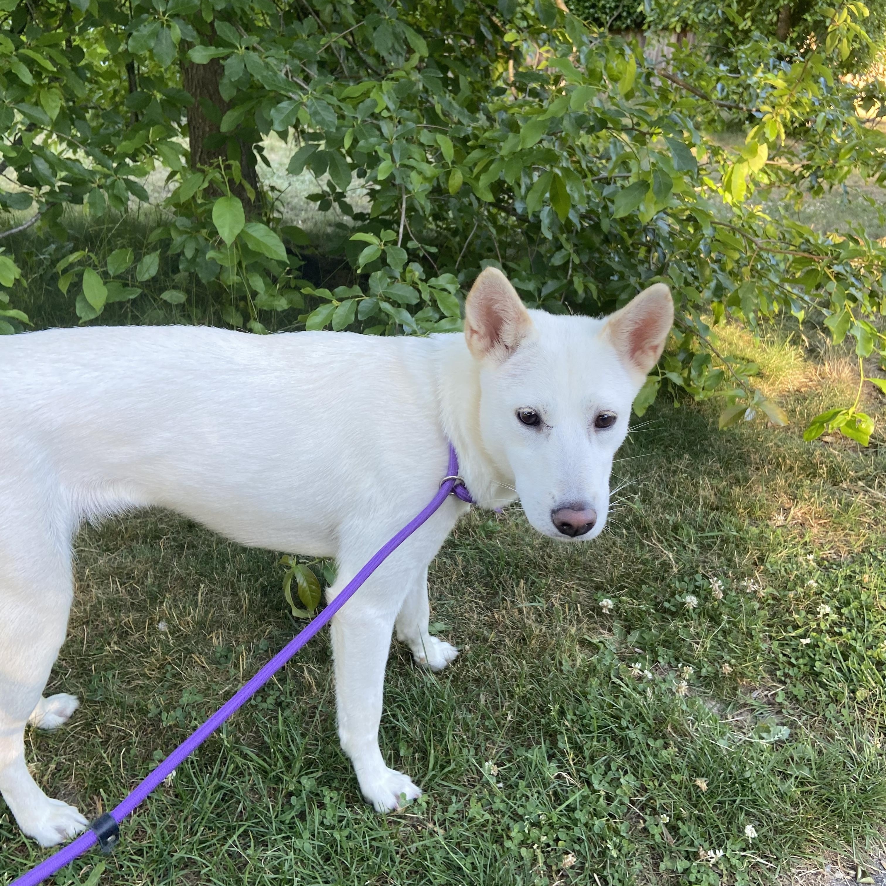 Nina, a ADOPTABLE mixed breed in Surrey, BC image 2/6