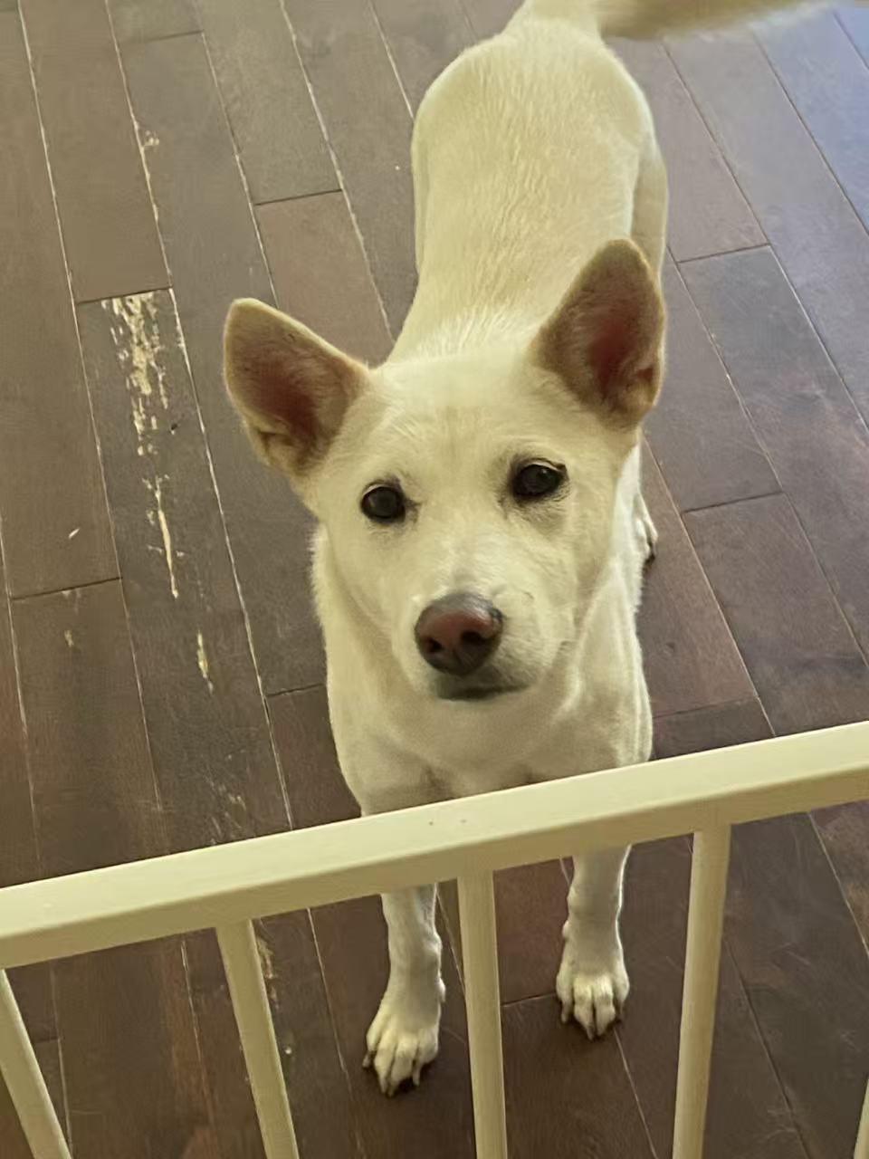 Nina, ADOPTABLE, Young Female Ibizan Hound.