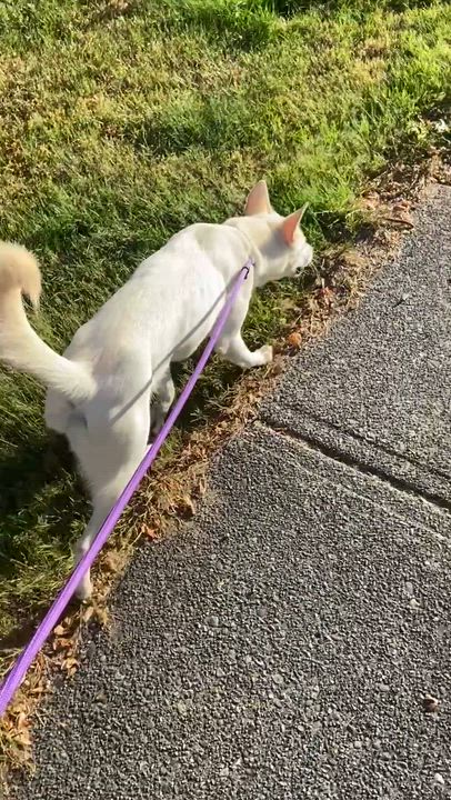 Enlarge Nina, a ADOPTABLE mixed breed in Surrey, BC video 3/6