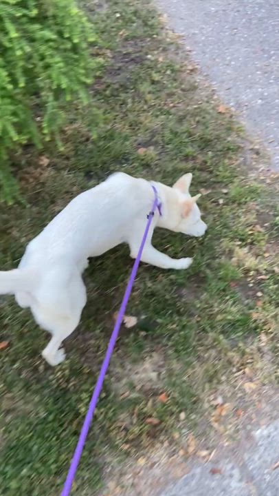 Enlarge Nina, a ADOPTABLE mixed breed in Surrey, BC video 4/6