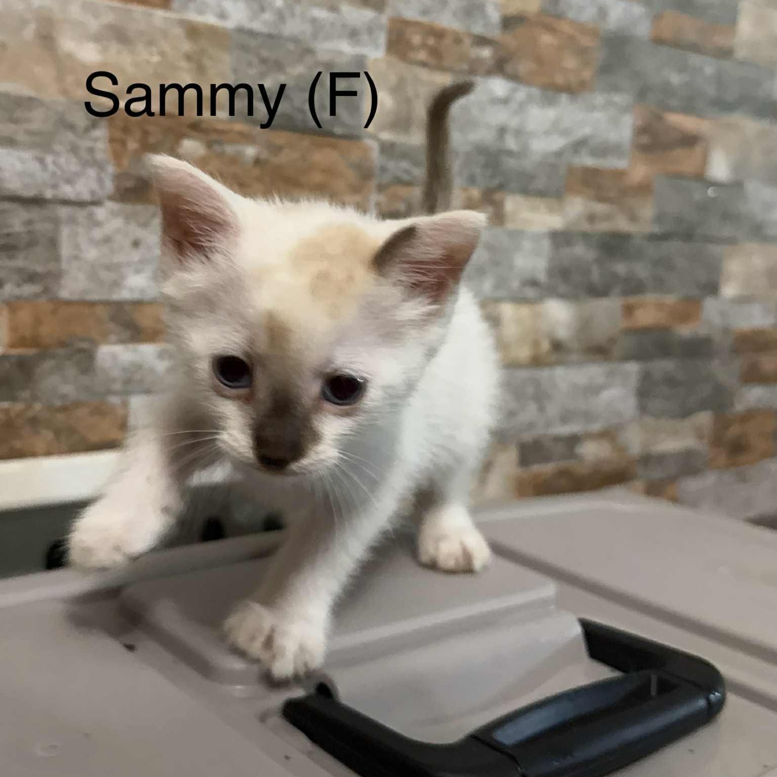 Sammy
