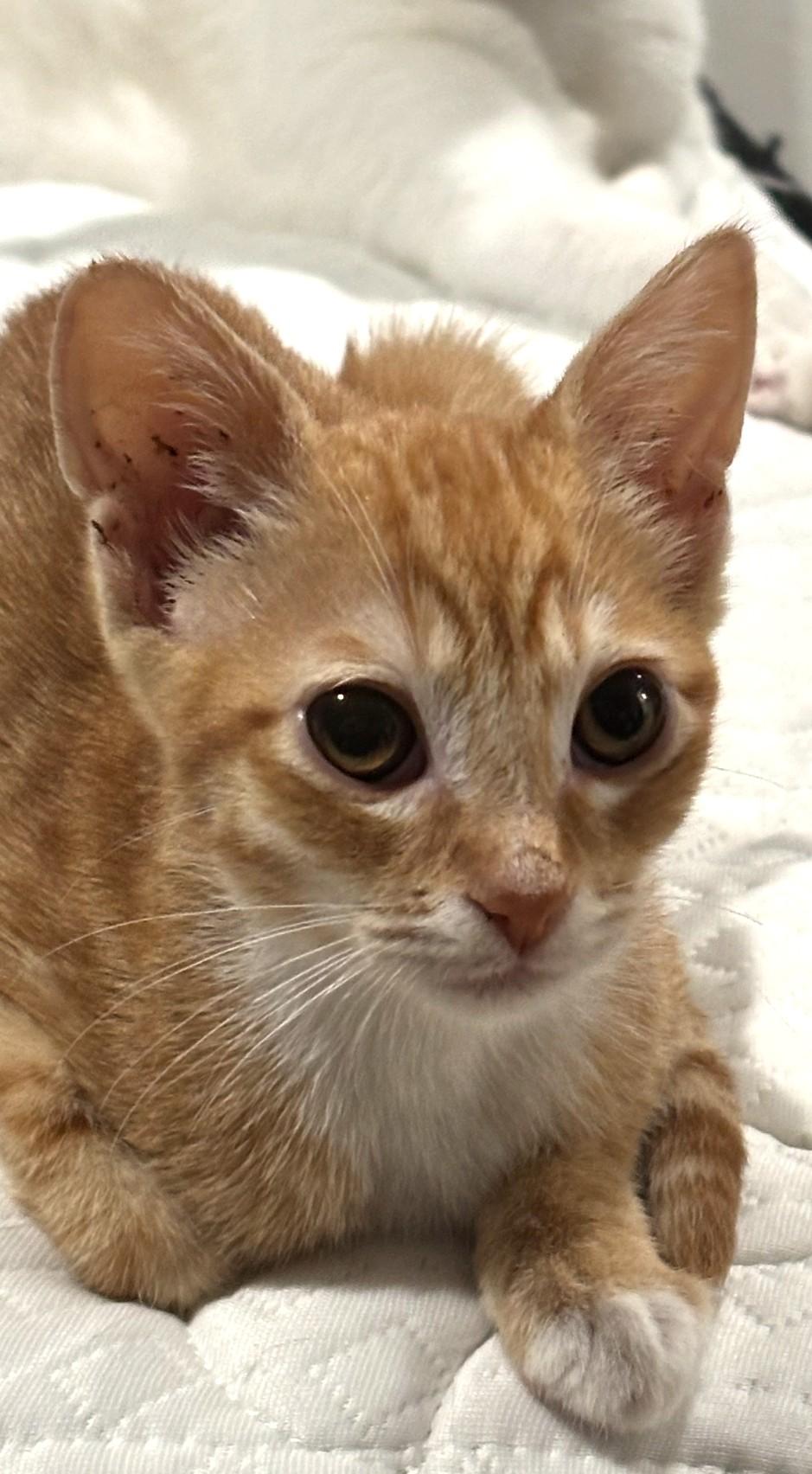 Butternut