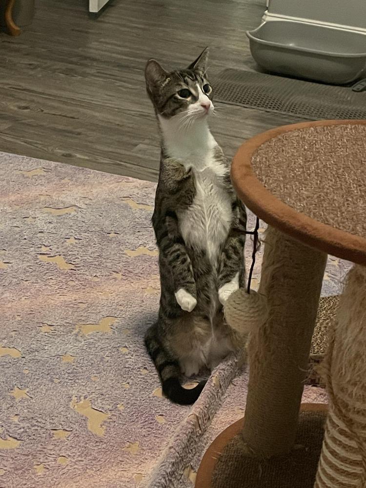 Enlarge Whiskey, a Adoptable mixed breed in WARNER ROBINS, GA image 1/6