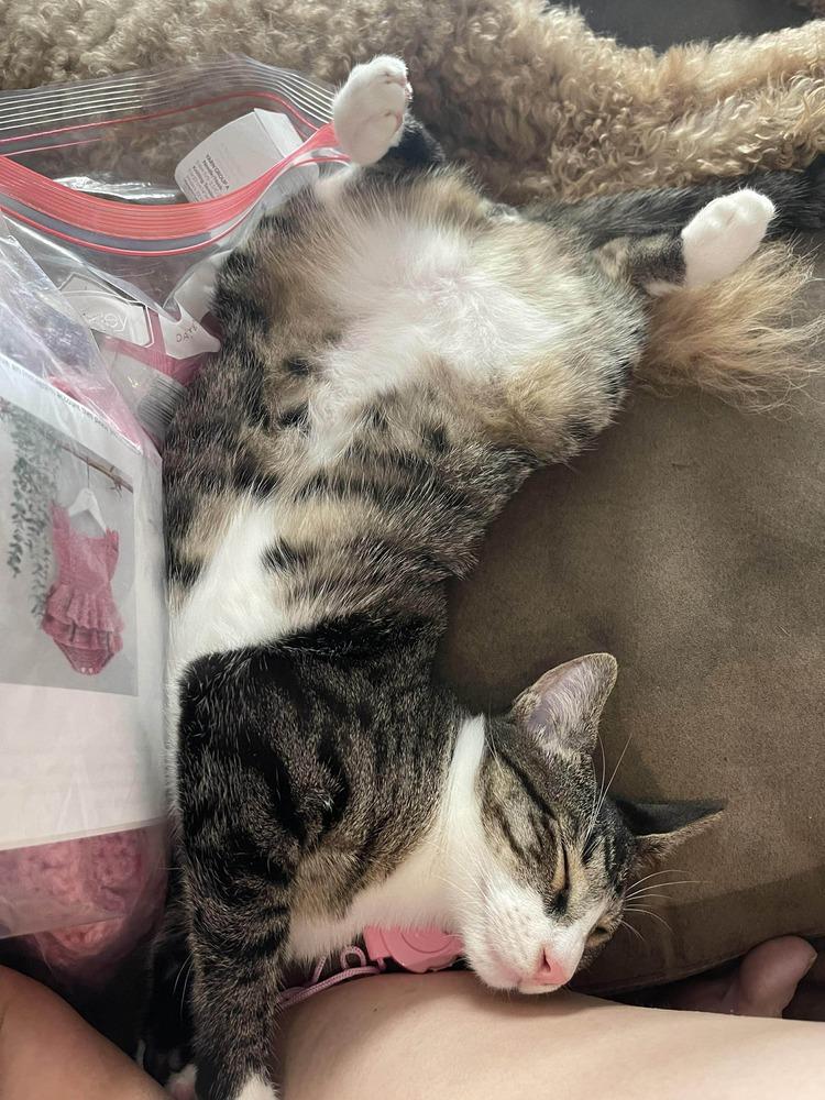 Enlarge Whiskey, a Adoptable mixed breed in WARNER ROBINS, GA image 2/6