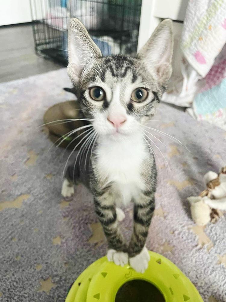 Enlarge Whiskey, a Adoptable mixed breed in WARNER ROBINS, GA image 3/6