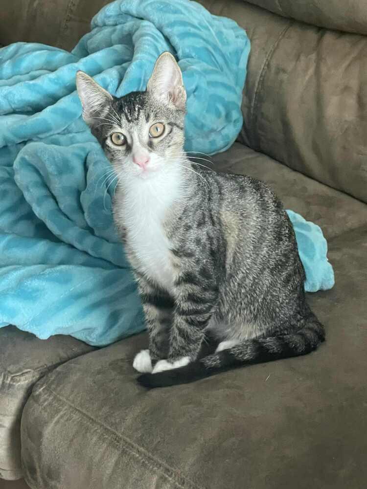 Whiskey, Adoptable, Kitten Male Domestic Short Hair.