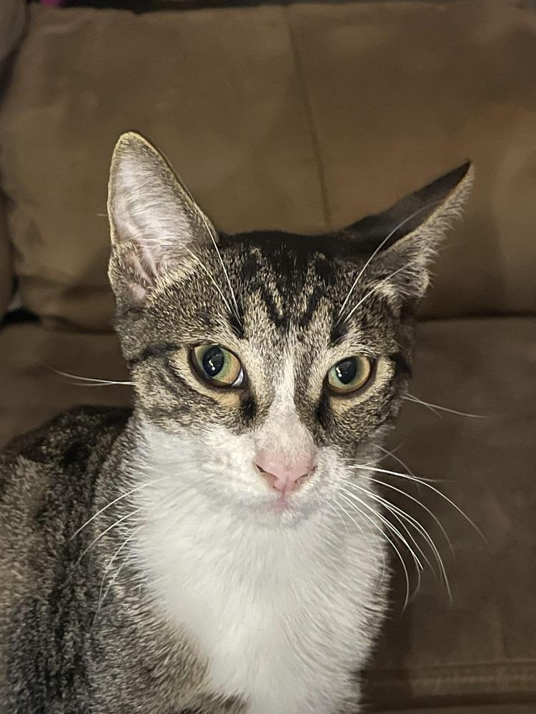 Enlarge Whiskey, a Adoptable mixed breed in WARNER ROBINS, GA image 5/6