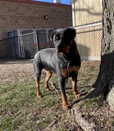 Enlarge MORTICIA, a Adoptable Rottweiler in Aurora, IL image 1/1