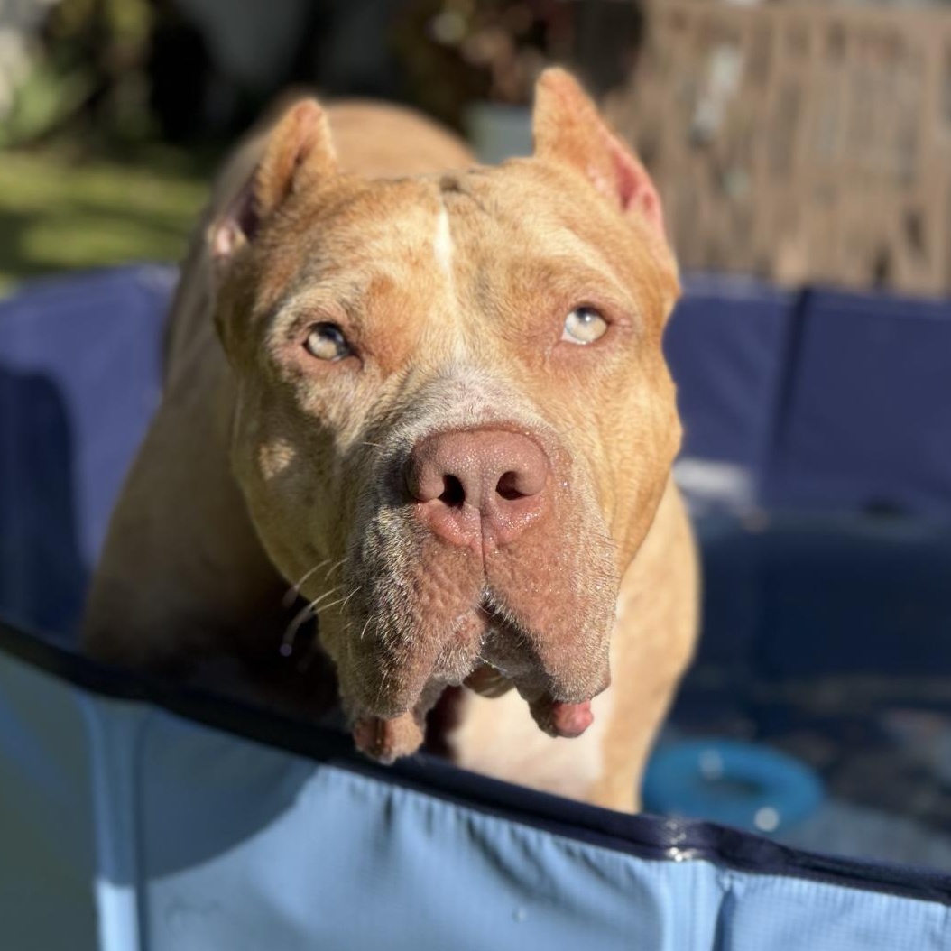 Dalia, Adoptable, Adult Female American Bully.